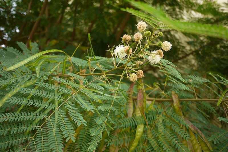 Hạt giống bình linh (keo dậu)
