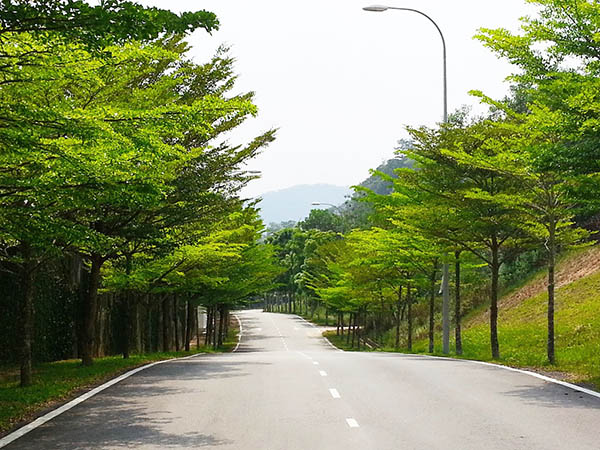 CÂY BÀNG ĐÀI LOAN - CÂY GIỐNG