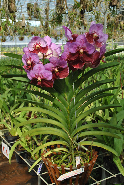 COMBO 5 CÂY GIỐNG LAN VANDA THÁI ĐỦ MÀU