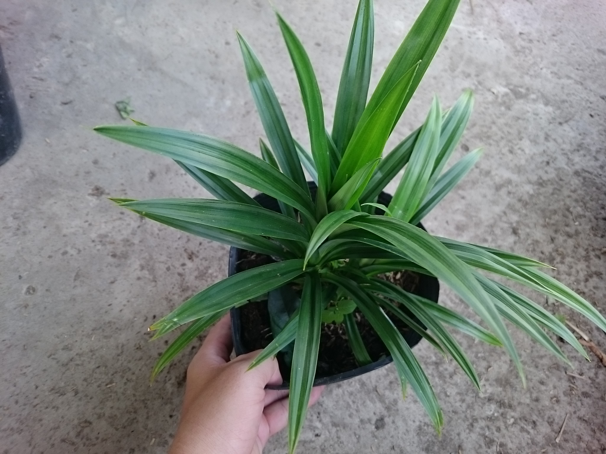Cây Lá Dứa ( Cây Lá Nếp ) - cây cảnh sân vườn
