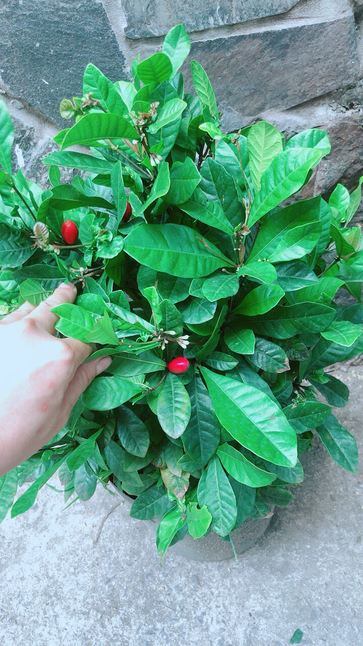 Cây thần kỳ lớn