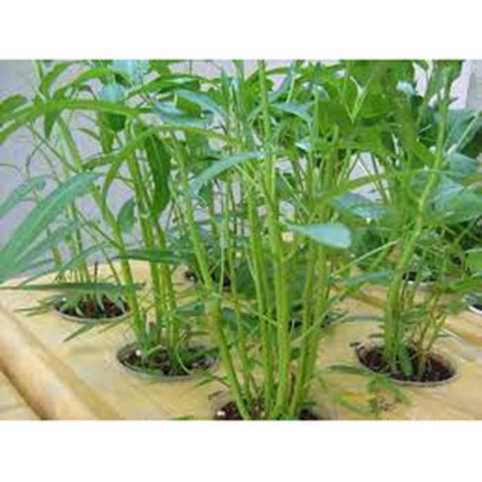 Hạt giống rau muống siêu ngọn