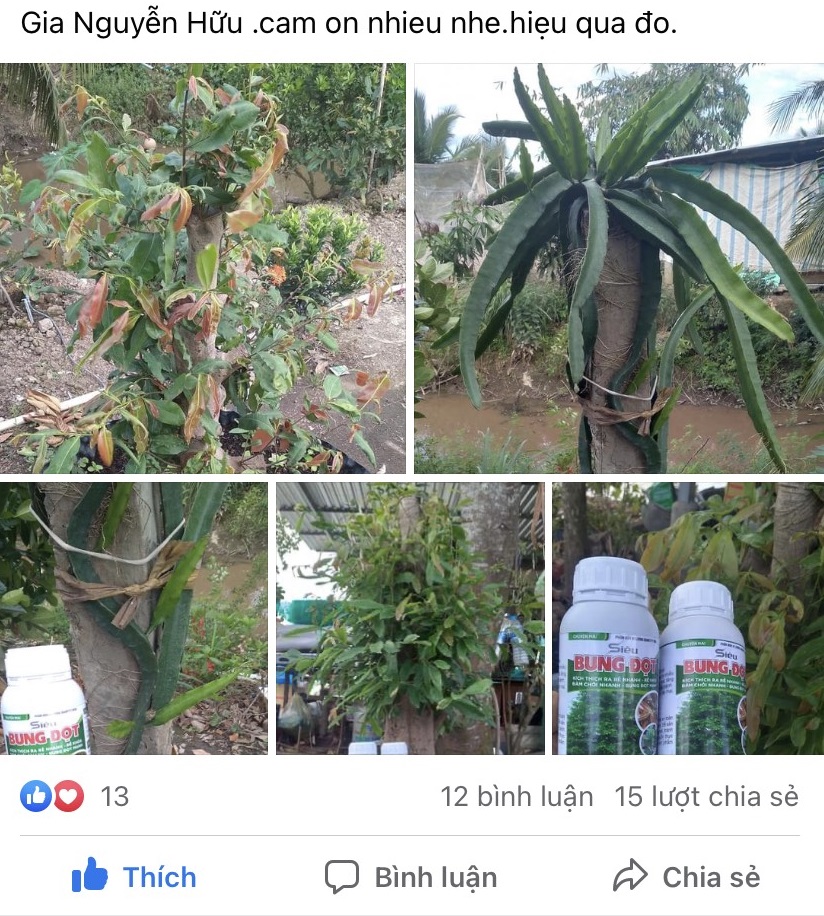 SIÊU BUNG ĐỌT MAI CHAI 500ML (Phân bón kích đọt phát triển, dưỡng rễ, lá xanh dày)