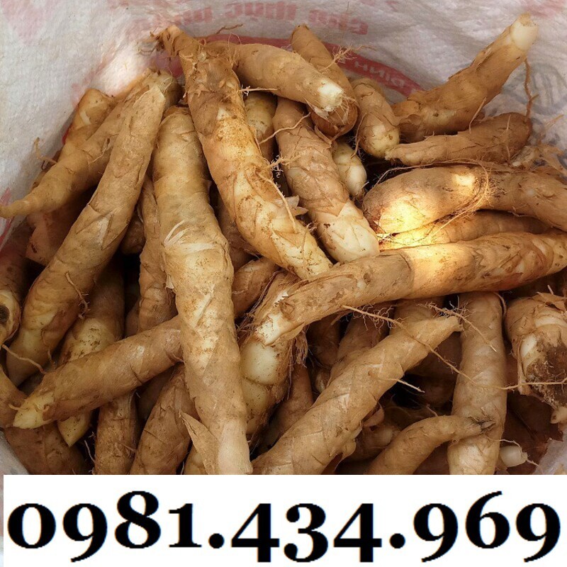 Củ Bình Tinh (Dong Đao, Dong Tróc, Mì Tinh) 01KG Chuẩn Chất