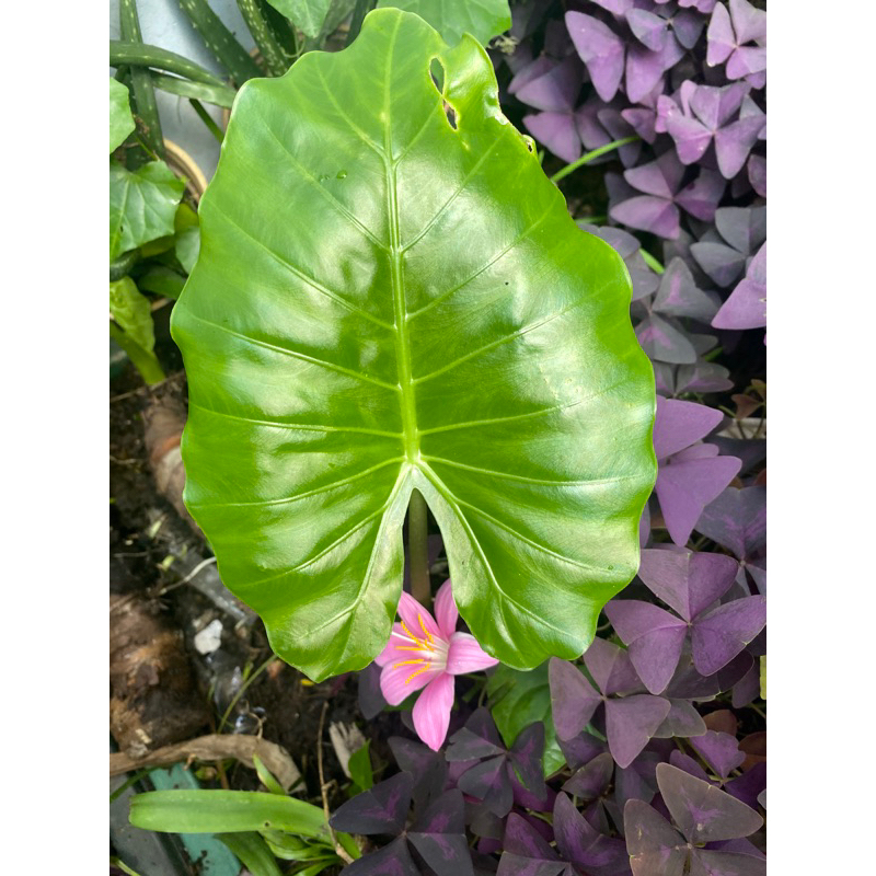 (HOẢ TỐC) CÂY RÁY VOI XANH (cao 30 - 50cm) - 1 cây