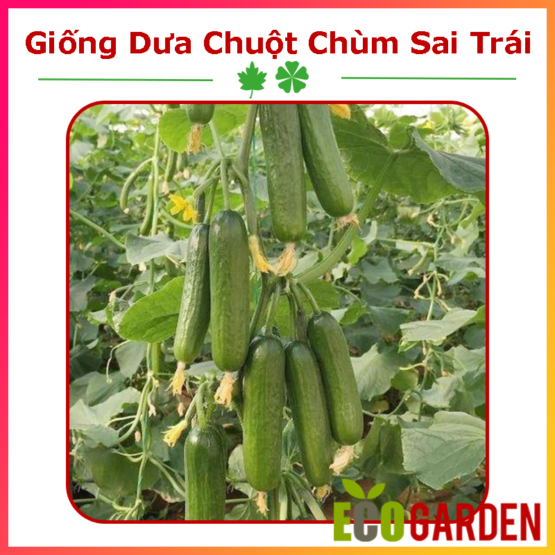 Hạt Giống Dưa Chuột Chùm Sai Trái (10H) (ECO.388)