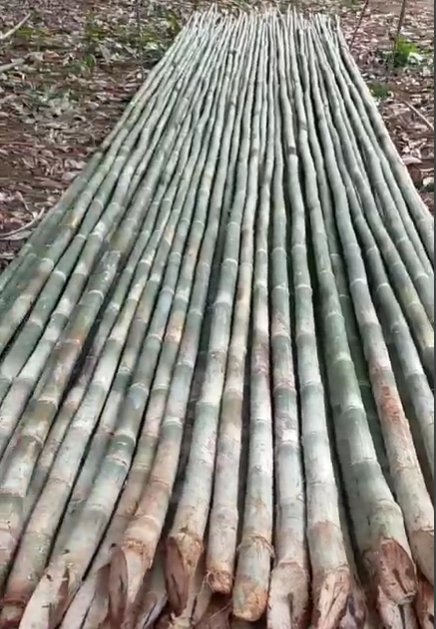 cây giống cây tầm vông