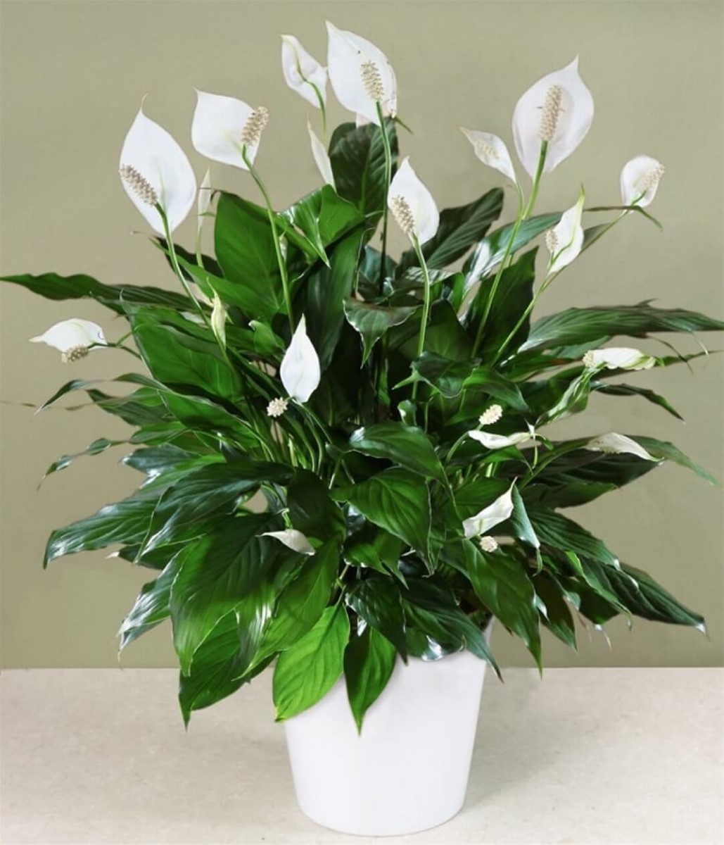 cây lan ý giống cỡ lớn ( như hình đăng) - 1 cây