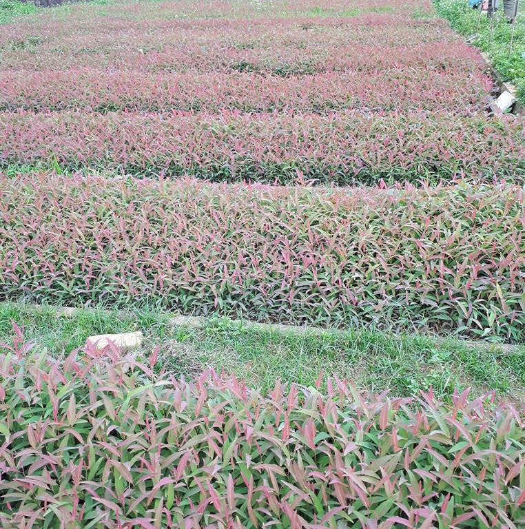 250 gram bạch đàn đỏ giống