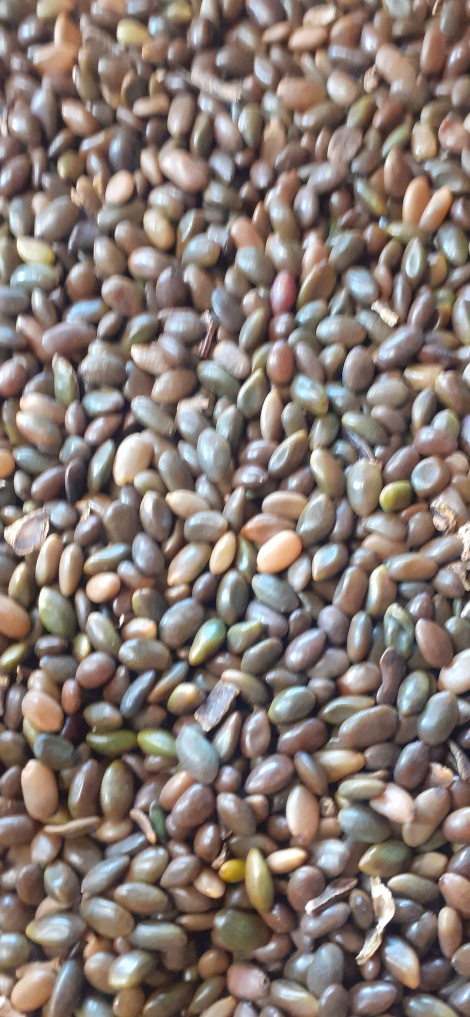 200 gram hạt giống bồ kết