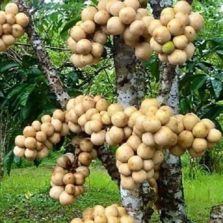 Cây bòn bon thái siêu quả giống