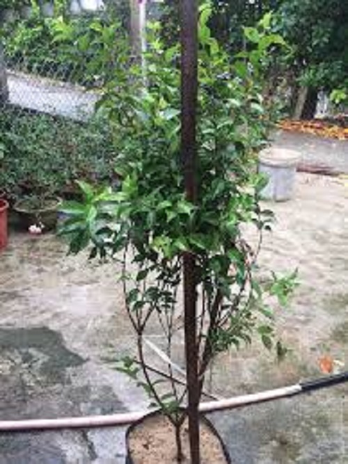 Nhất chi mai cho hoa tết (HOA MAI TRẮNG) BẦU CÂY LỚN