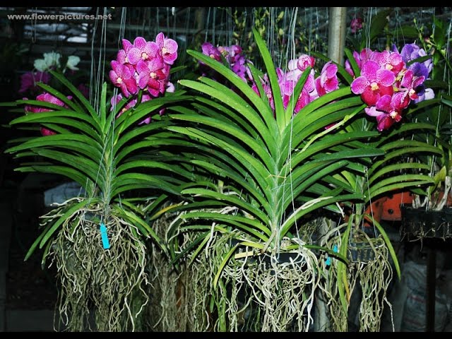 COMBO 5 CÂY GIỐNG LAN VANDA THÁI ĐỦ MÀU