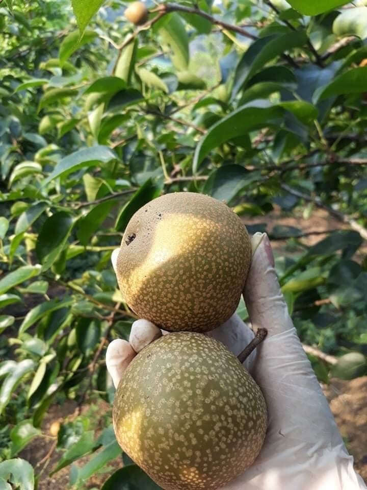 cây giống lê nâu (cây mắc cọp)
