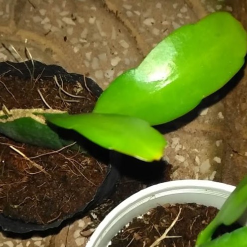 Cây giống Nhật Quỳnh trắng hoa lớn