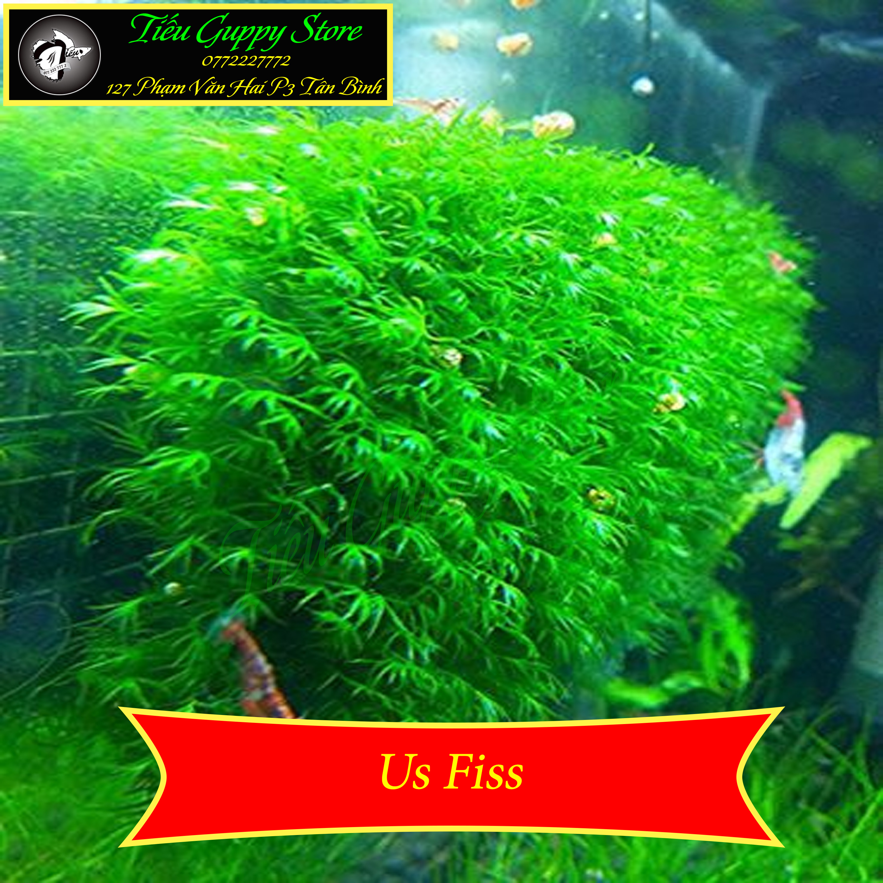 Rêu thủy sinh gắn lũa đá | mini taiwan - us fiss - wepping - flame - spinky - rose moss