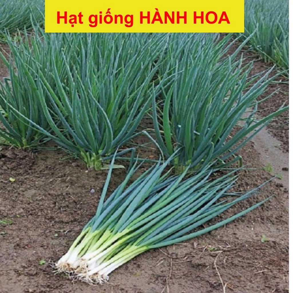 Hạt giống hành lá