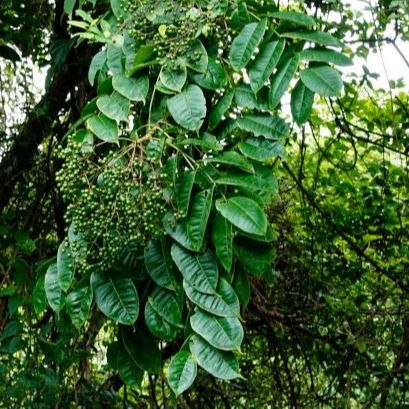 Giống cây Mắc Khén