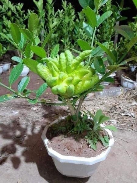 CÂY GIỐNG PHẬT THỦ