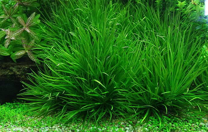 CỎ NHẬT-THỦY SINH (5 bụi)