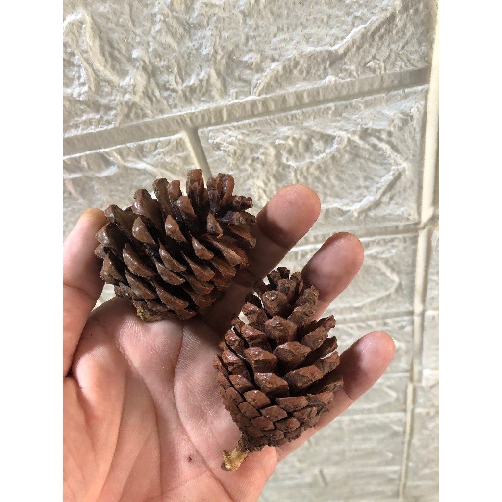 Combo 3 quả thông khô trang trí Noel, trang trí Giáng Sinh