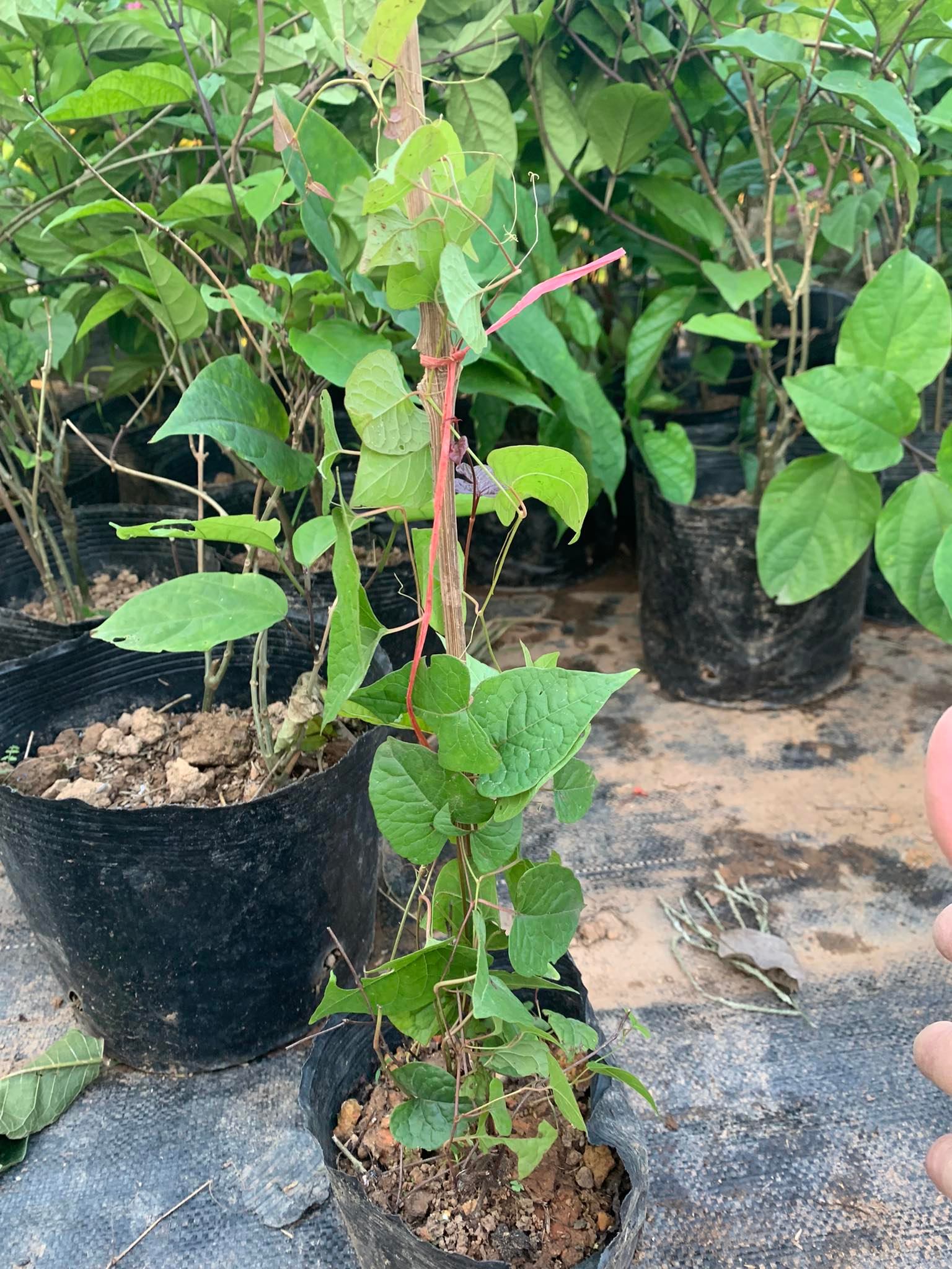 Cây hoa ty gôn cao 50-60cm (ảnh thật số 2)