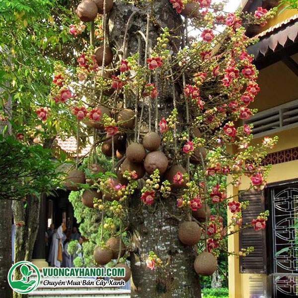 CÂY SALA ( CÂY NGỌC KỲ LÂN , CÂY ĐẦU LÂN ) CAO 80CM