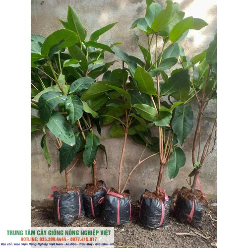 Cây roi xanh chuẩn giống ĐHNN