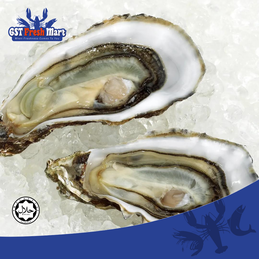 FROZEN PREMIUM HALF SHELL OYSTER 12PCS/PKT 冷冻半壳生蚝 GST FRESH MART Lazada