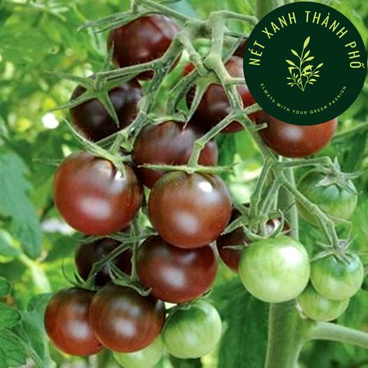 Hạt giống Cà Chua Cherry đen, Cà Chua Cherry Socola - H2T FARM