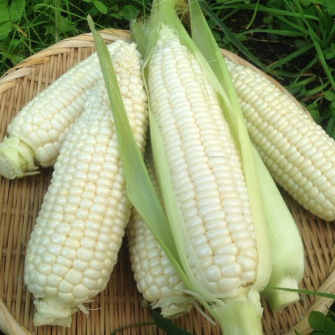 Hạt Giống Bắp Nếp Nù (50gr)