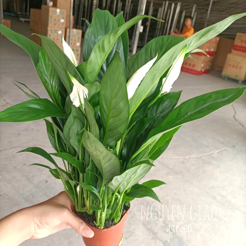 Cây Lan Ý Chậu Nhựa
