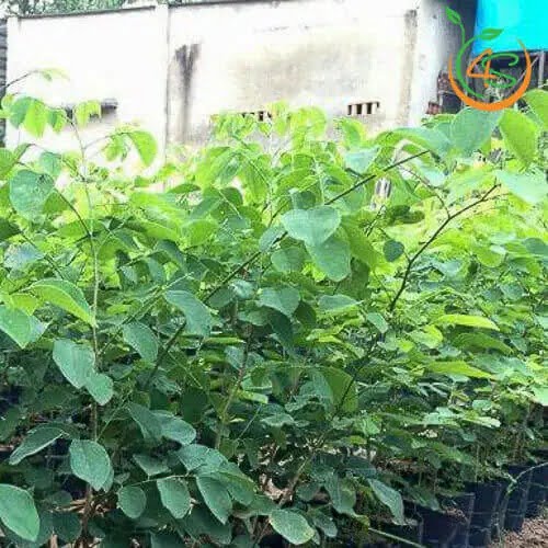 Cây giống trắc đỏ