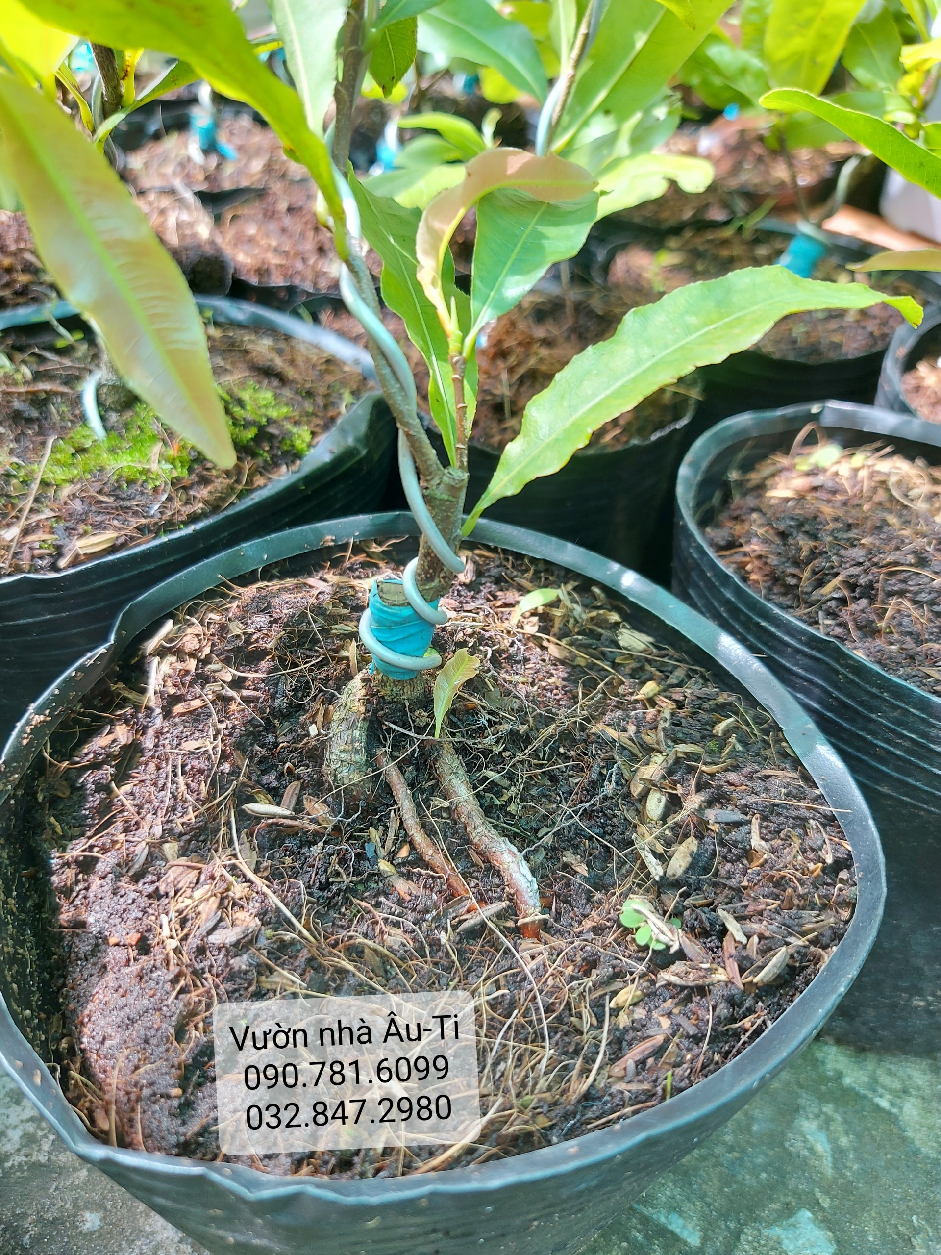 Bạch mai Tân Tân (hoa mai trắng giống mới) bonsai mini