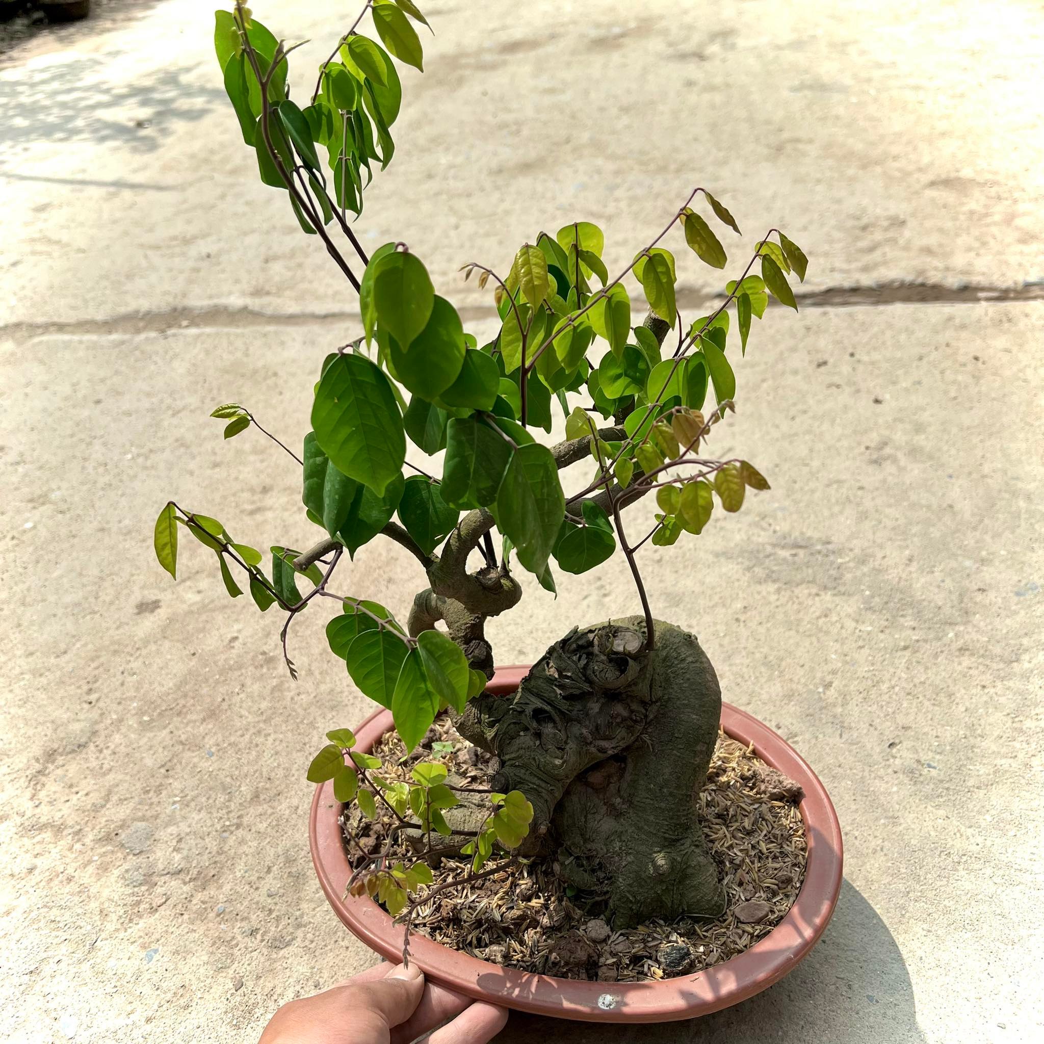 Cây khế bonsai