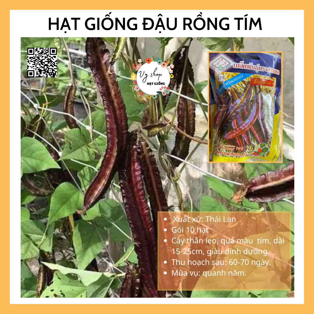 Hạt giống đậu rồng tím Thái Lan