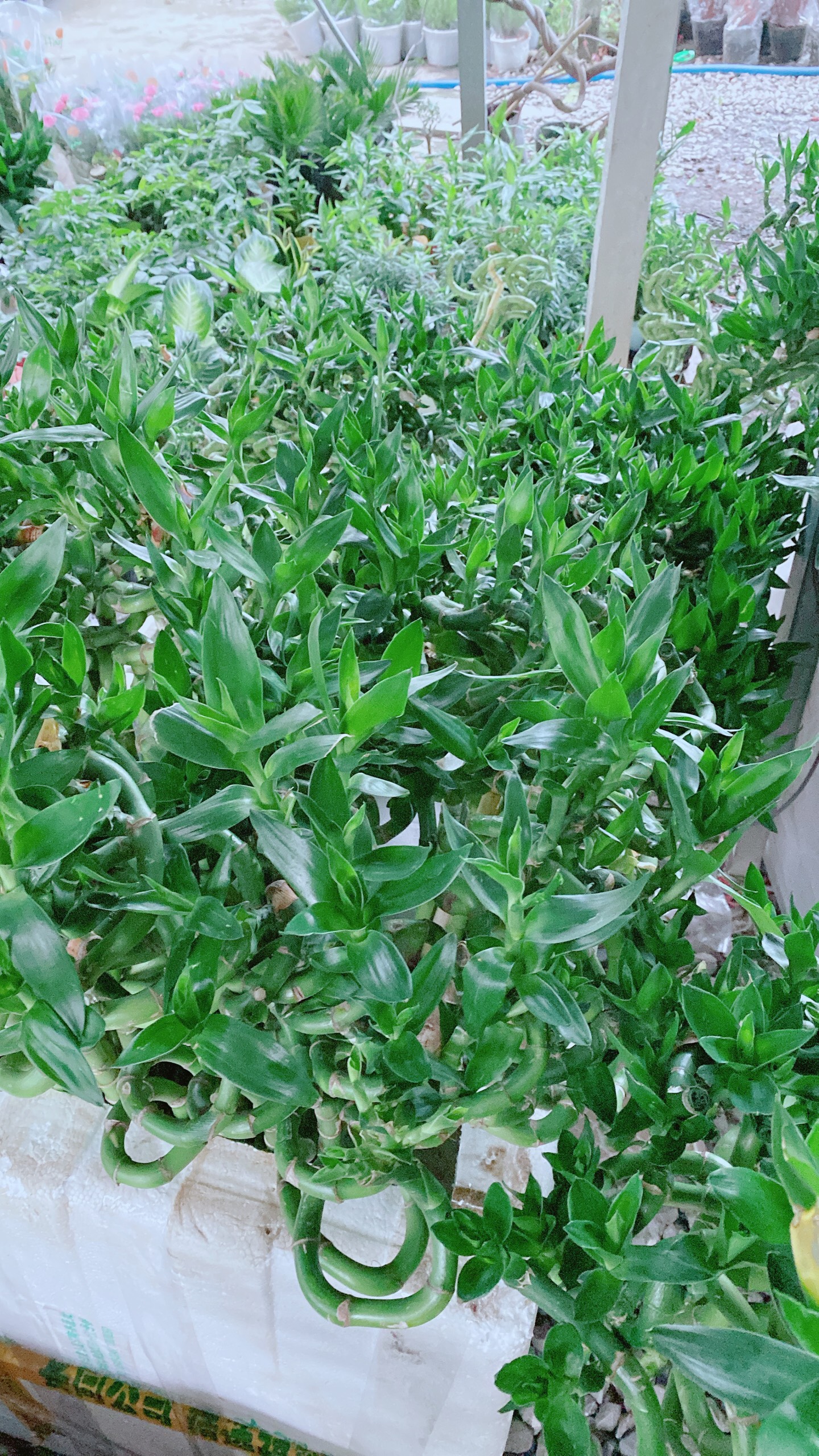Bó Trúc Phát Tài Xoắn Cao 80cm (10 cây)