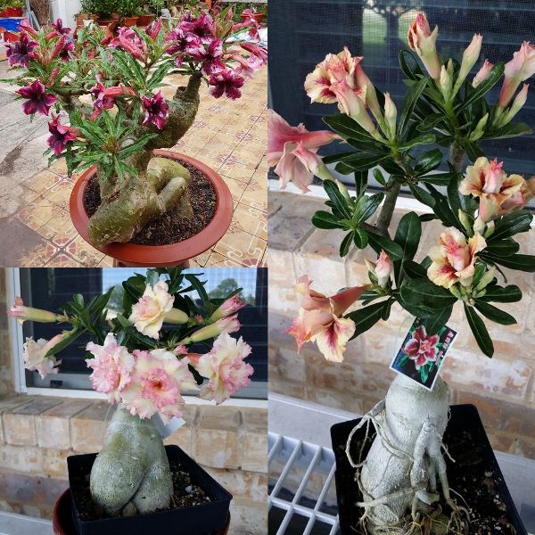 Hạt giống hoa Sứ Thái F1 - Gói 5 hạt