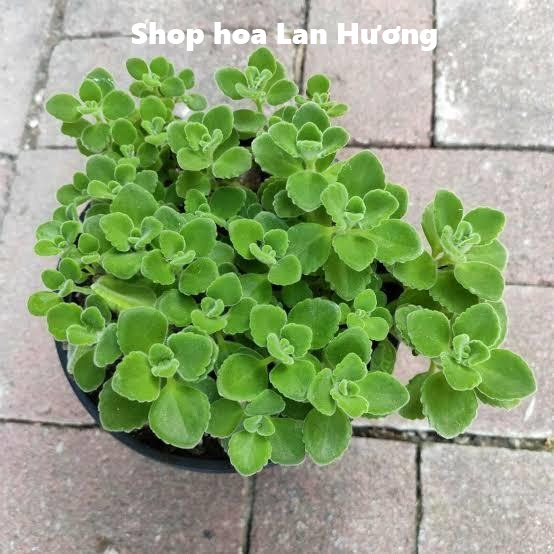 Cây Nhất Mạt Hương - Cây Sen Thơm - Sen đá lá thơm