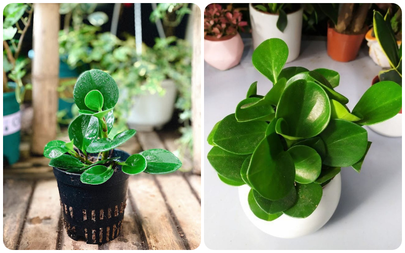 cây trường sinh - cây phong thủy mini để bàn