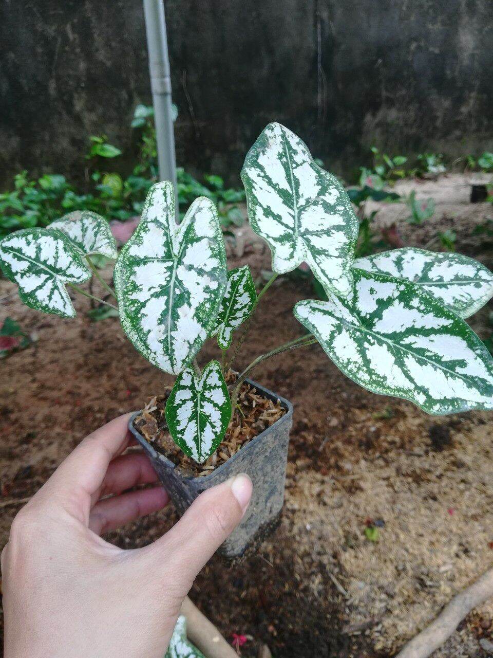 Cây môn đốm trắng