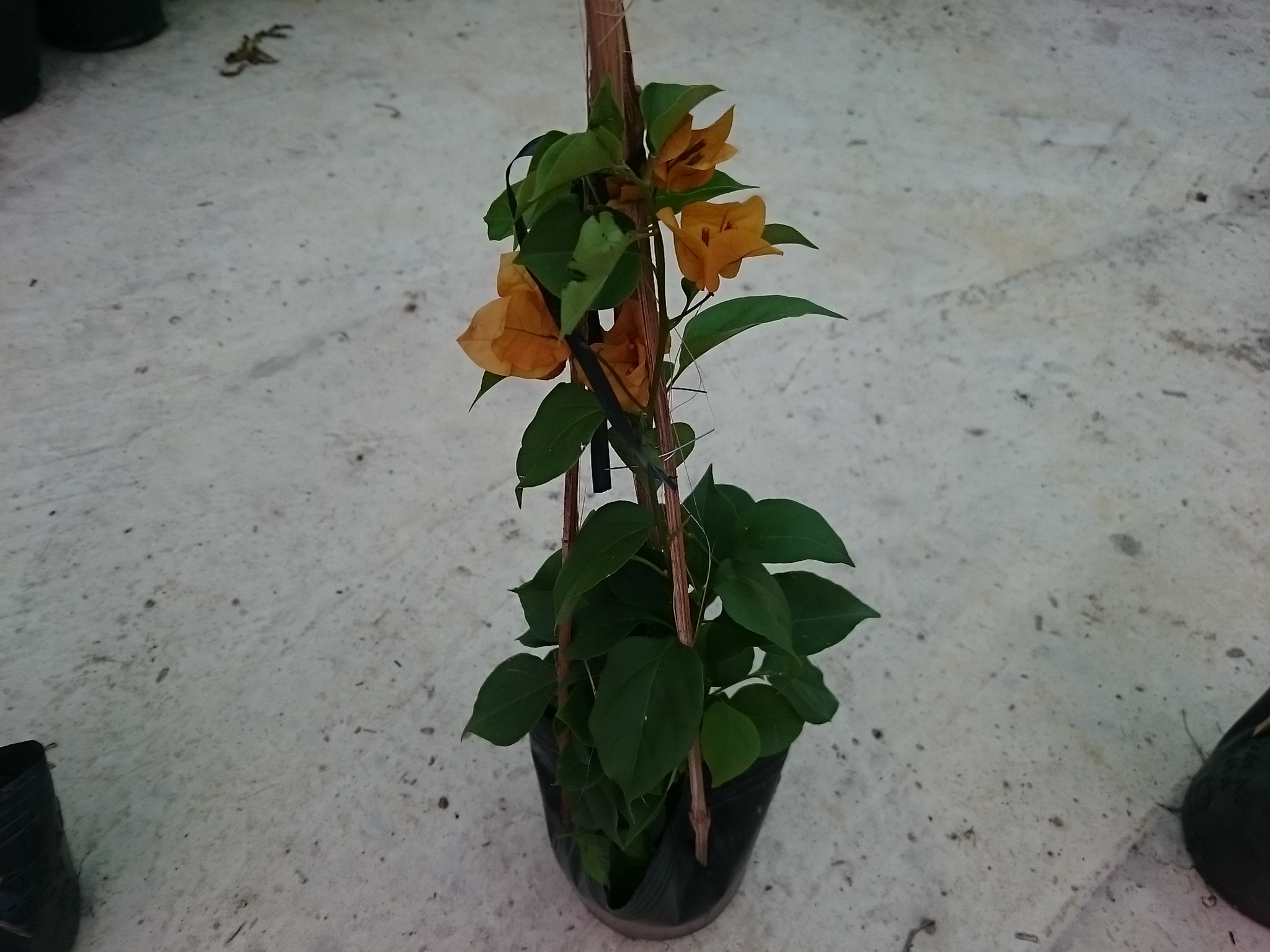 Cây Bông Giấy Vàng - cây cảnh sân vườn