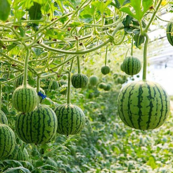 Hạt Giống Dưa Hấu Táo Đỏ (5 Hạt)
