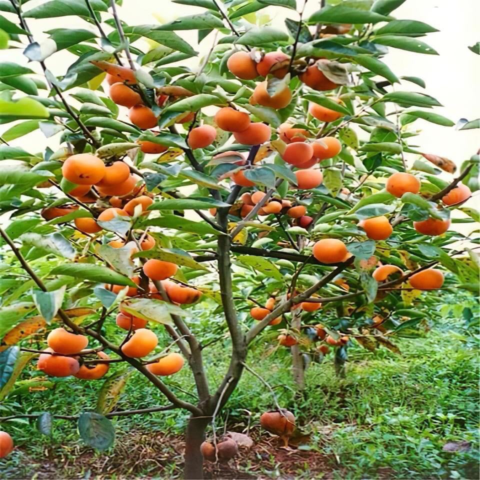 cây giống hồng giòn không hạt