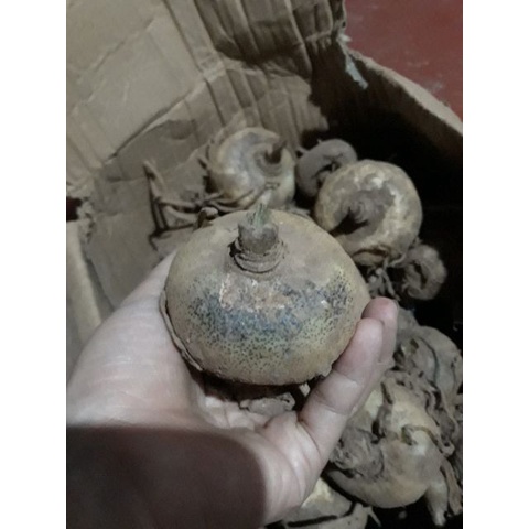 Củ hoa hồng tú cầu củ mẹ. tặng củ con.