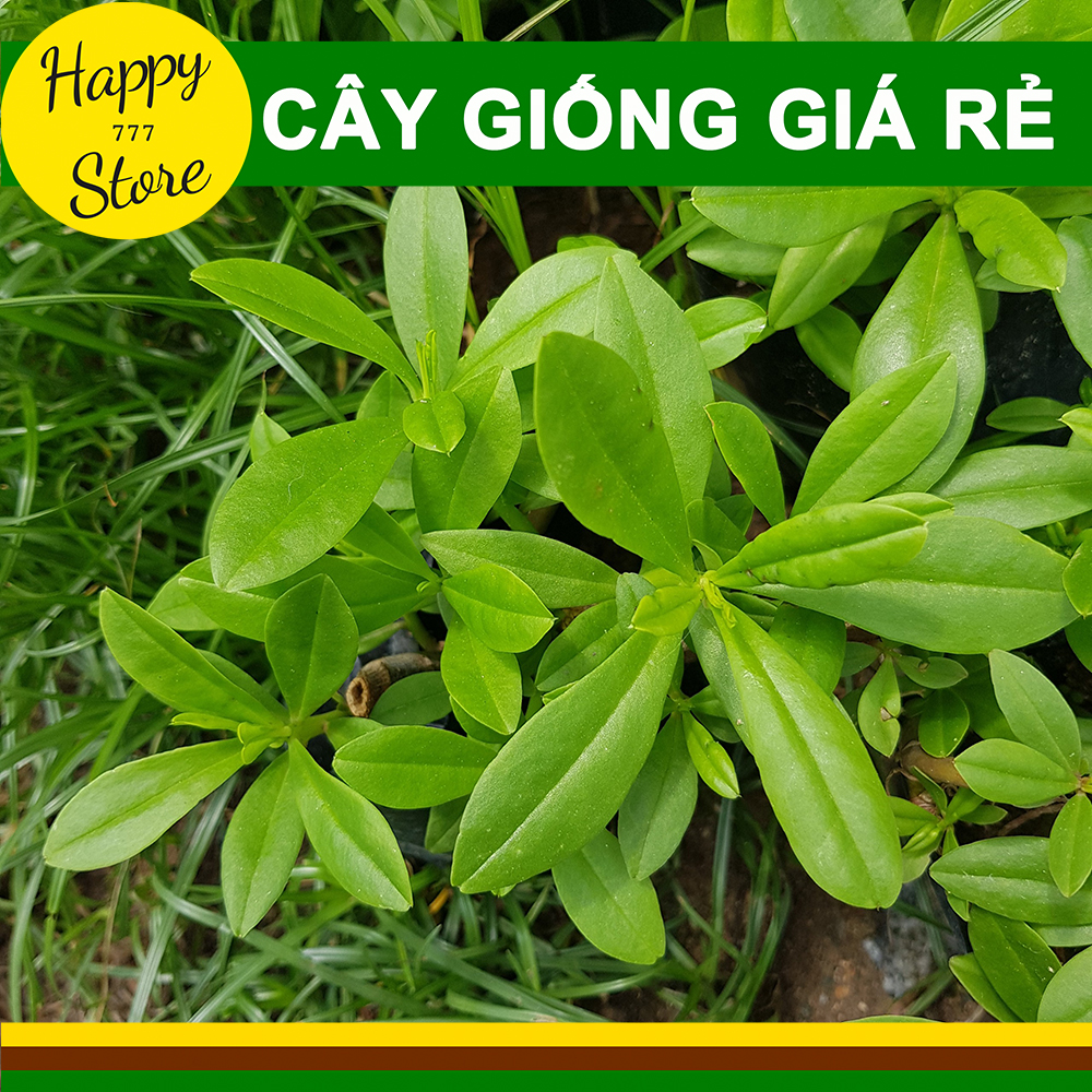 CÂY SÂM ĐẤT (THỔ SÂM, ĐỊA SÂM)