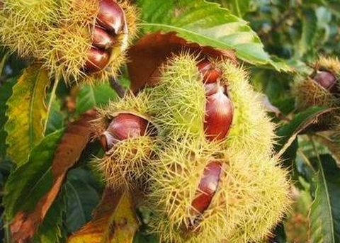 cây giống hạt dẻ đen trùng khánh