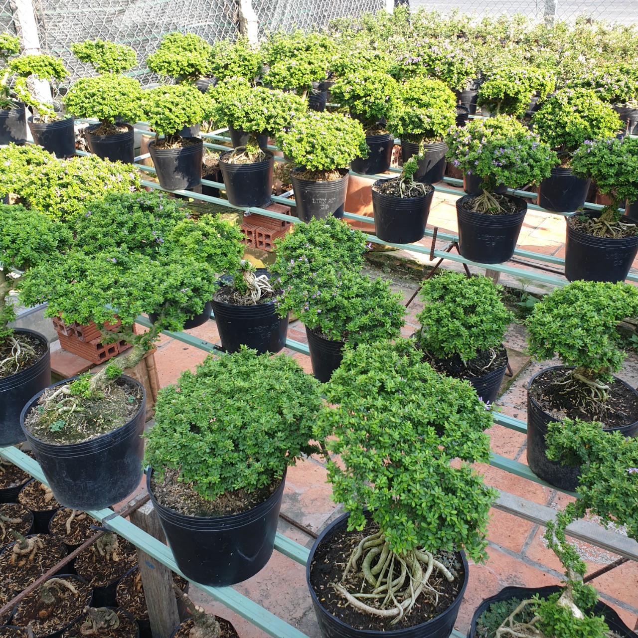 BONSAI Linh sam hạt gạo size đại