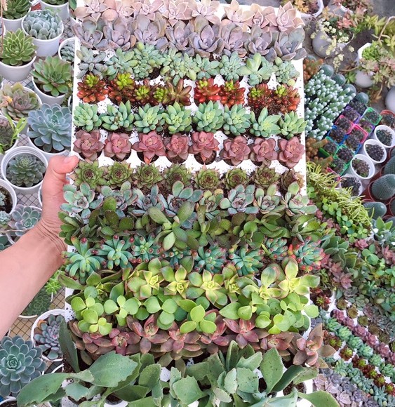 Sen đá mini - Sen đá mini ngẫu nhiên- 1 cây sen đá mini