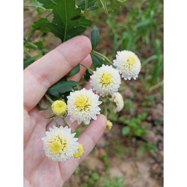 Hoa cúc chi rủ (2 màu trắng và vàng ) - combo 5 cây giống